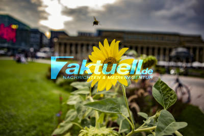 Jetzt ist es amtlich 2018 war ein Jahrhundertsommer - Bilder vom Schlossplatz in Stuttgart