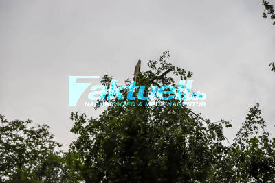 Unwetter: Baum kracht auf fahrenden PKW und durchbohrt Windschutzscheibe komplett - Frau und Jugendliche mit unfassbarem Glück - Heftiges Schadensbild