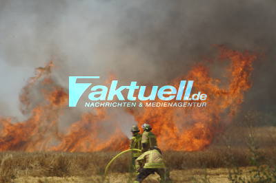 Brand eines Kornfeldes - Feuerwehr kämpft bei irrer Hitze gegen Flammen