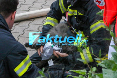 Kleinstbrand in Wohnung - Katze von Feuerwehr gerettet und mit Sauerstoff versorgt