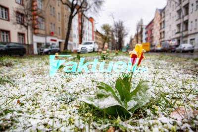 Eingeschneite Frühlingsblumen in Berlin: Frost in Berlin lässt Wiesen und ersten Blumen einschneien 