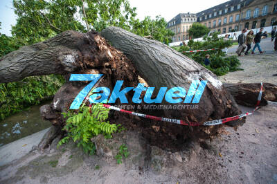 Großer Baum im oberen Schlossgarten in Eckensee umgestürzt