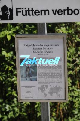 Wilhelma-Eisbär Anton ist tot: Der Vater von 