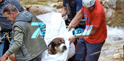 Tierisches Happy End: Spektakuläre Rettung am Almbachkamm - Applaus der Wanderer für den 10-jährigen Hund Boea und dessen Retter aus Klammschlucht, er war 10 Meter abgestürzt - Euphorische Retter nach gelungener Hunderettung 
