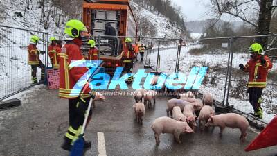 600 Ferkel nach Tiertransporterunfall im Schnee gestrandet - 