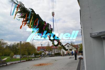Traditionelle Maibaumaufstellen vor dem Böbinger Rathaus