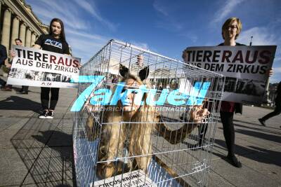 PETA Aktion: Playmate Ramona Bernhard mit Raubtier-Bodypainting gegen Tierquälerei bei Circus Krone