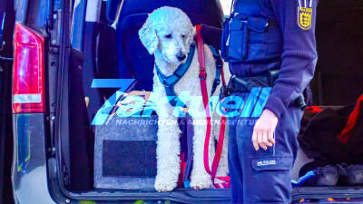 Medizinischer Notfall auf der B10 – 29-Jähriger kracht in Leitplanke – Hund aus Auto gerettet